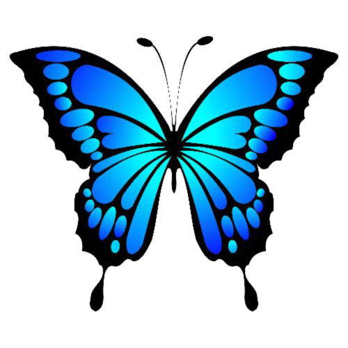 butterfly butterfly